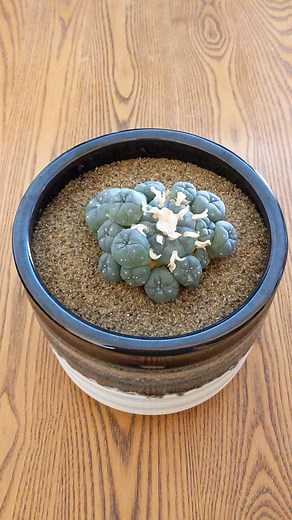 Layer the top of your cactus soil with sand. #plants #plant #houseplantshop #cactishop #cactilove #cacticacti #cactuslover #cactiflower #cactus #sacred #succulentgarden #sacredplantmedicine #plantmom #plantshop #plantlife #houseplants #houseplantclub #houseplantlove #houseplantsofinstagram #houseplantcommunity #cactusclub #cactusgarden #cacti #succulents #succulentlove #succulentaddict #succulentlife #succulentplant #rareplants #rareplantshop #rareplantsale #rareplantspecies #rareplantcollector 