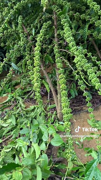 Alfredinho Gonoring on TikTok