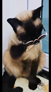 Watch Cat sunglasses and cat gold chain on Amazon Live