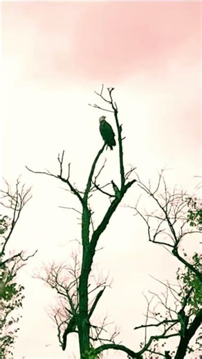 Bald Eagle seen during an early morning walk along the Ohio River! 🦅