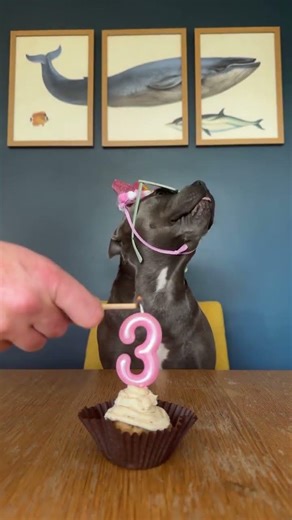 🥳 three and thriving 🎈 #dog #doglovers #dogbirthday #birthday #birthdaycelebration #puppy #pup