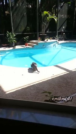 cat scared of sneeze and jumps into pool
