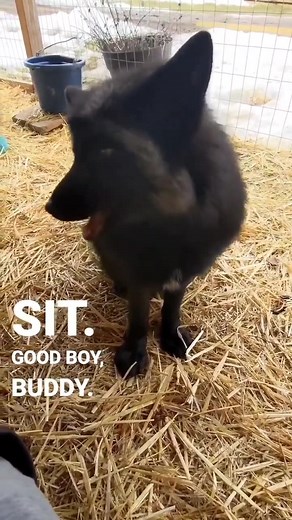 29K views · 3.1K reactions | Training time with handsome Sulley! Fox...