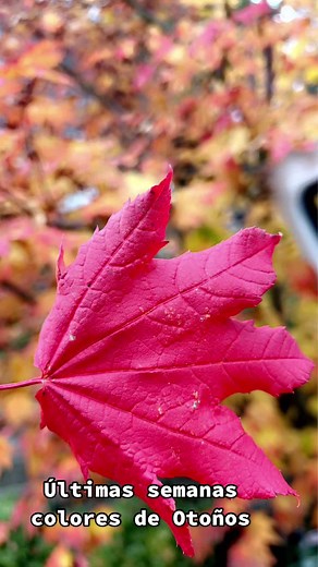 Belda Ixkik Suy (@beldaixkiksuy)’s videos with Blinding Lights - The Weeknd