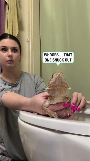 This bearded dragon is toilet trained 😮💩 (🎥: ig/livvkap)