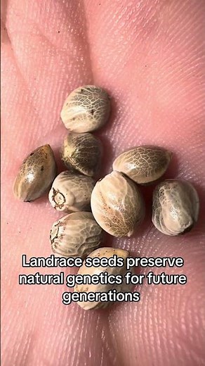 Landrace seed for genetic preservation
