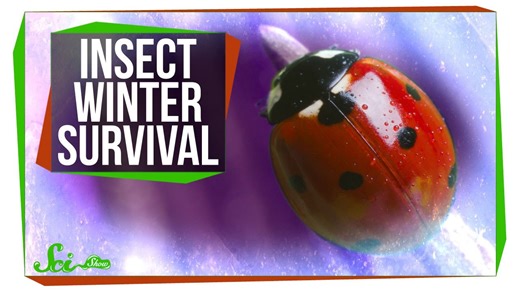 How do insects survive the winter?