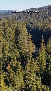 225K views · 5.1K reactions | Follow me for California Scenic Drives  #californiaadventure #roadtrip #scenicdrive #avenueofthegiants #redwood #humboldt | Peterowenfilms | Facebook