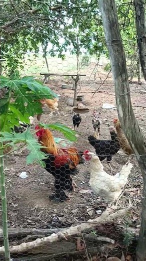 Como é bom morar na roça