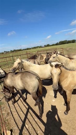 2.5K views · 37 reactions | Johnny Cook on Reels | Facebook