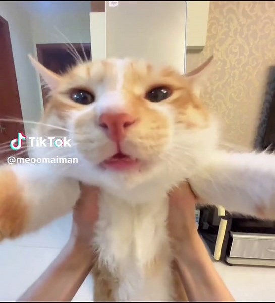 Wizard Cat Meowing Prank Compilation on TikTok
