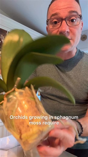 People always ask how "how often" to water orchids. It depends on what your orchid is growing in... | Ohio Tropics Houseplant and Garden Care