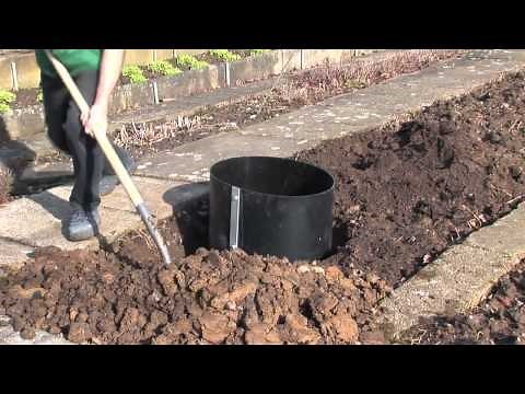 Bambus pflanzen und pflegen