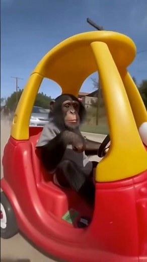 A chimpanzee is driving a car.😱🤣 #animalreaction #funny #wildlife