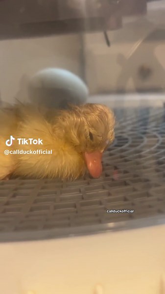 Chip sleeping after all the hard work from hatching from an egg. Chip is fine and his in a egg incubator. He will come out of the incubator when his fully dried off.