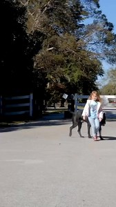 137K views · 4.3K reactions | A well trained Cane Corso is the best pet a family could ask for 殺 #canecorso #canecorsopuppy #canecorsolove #canecorsofans #dogs #puppies | Cane Corso. | Facebook