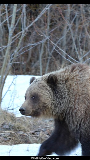 Beautiful Young Grizzly on the Move