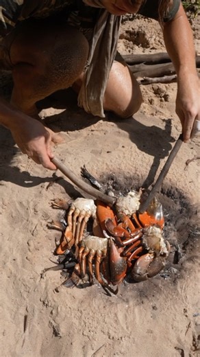 Miller Wilson on Instagram: "Cooking up some giant mud crabs we caught barehanded in a remote stretch of Australian mangroves. 🔥 Over the years, these crabs have become my most reliable food source while surviving in this harsh environment. Full video 🎥 Miller Wilson on YouTube. #cooking #mudcrab #fish #fishing #australia #wildlifephotography #naturephotography #animalsofinstagram #nature #snakes #wildlife #crab #crabbing #cookinglife"