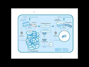 IPTG induction lac operon