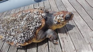 Strongly Take Care To Saved Poor Turtle | Removing Barnacles For Beautiful Turtle | Ocean Beauty