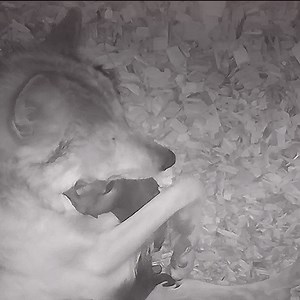 679K views · 17K reactions | Wolves are essential. Love is too. #savethelobo | Wolf Conservation Center | Facebook