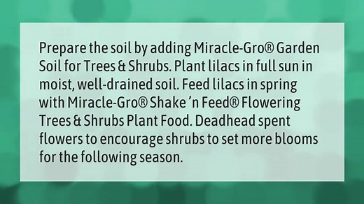 How Long Does It Take for a Lilac Bush to Bloom? - GardenZoo