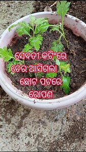 Chrysanthemum cuttings Transplanting #terracegardening #chrysanthemum #floweringplant #shorts #yt