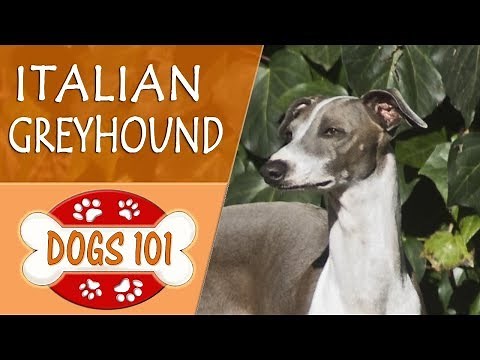 Dogs 101 - ITALIAN GREYHOUND - Top Dog Facts About the ITALIAN GREYHOUND