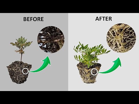 Root Rot Plant Disease | Causes & Cure | Root Rot Treatment | Plant Disease