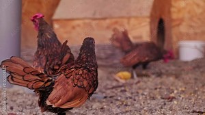 Farm-raised dwarf chickens in a nature reserve, showcasing rare and beautiful bird species during safari and eco-tours.