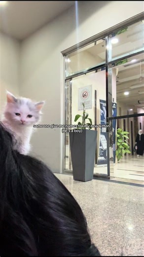 Adorable Names for Your New Kitten