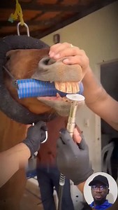 3.2K views · 4.2K reactions | Why Horses Need Their Teeth Trimmed  | Petsux | Facebook