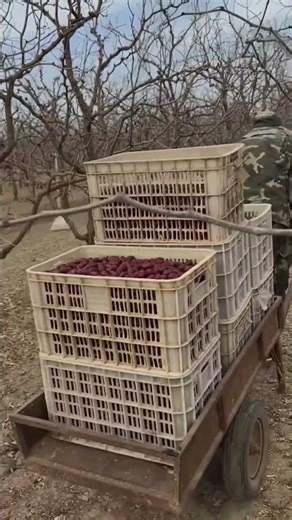 Interesting Harvest Method of Chinese Red Dates #harvesting #farmingtips #farming #farm #farmlife
