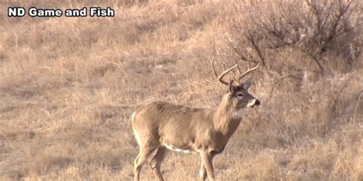 Lawmakers vote to block ND Game & Fish from restricting baiting; heads to governor’s desk