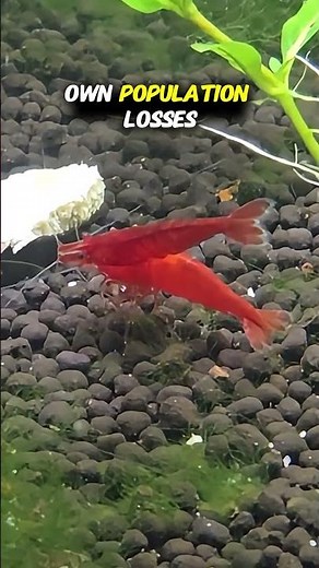 The Only Aquarium Shrimp That Actually Survives
