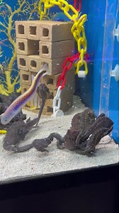 49K views · 813 reactions | Have you got a feeding tube/seahorse feeder. These are great for getting food straight to your slower moving/ bottom dwelling tank mates. Giving you peace of mind they are getting their fill and reducing risk of overfeeding. Have a look at the sizes available  https://www.abyssaquatics.co.uk/?s=Feeding+tube&post_type=product&dgwt_wcas=1 | Abyss Aquatic Warehouse | Facebook