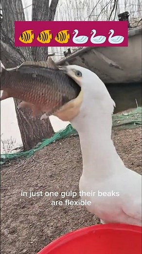 Seagull Swallows Huge Fish in One Gulp – Shocking Bird Feeding Behavior!