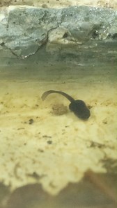 7.5K views · 257 reactions |  Tadpoles have hatched over in the poison dart frog habitat housed in the Conservation Learning Center! These legless, water-bound tadpoles will go through a metamorphosis into their next life stage over the next 10-13 weeks. When they have developed legs and the ability to live outside of water, they will be "froglets". By 12-18 months, they will be considered fully mature dart frogs. | Reid Park Zoo | Facebook