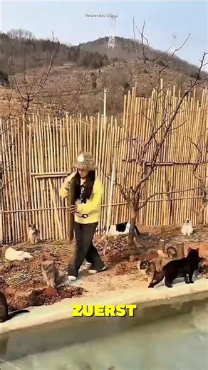 These cats got the most beautiful house in the world