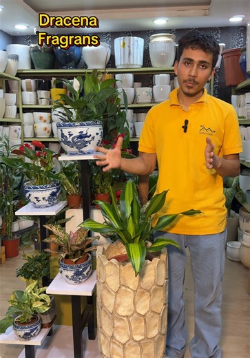 Dracaena Fragrans: Elegant Air-Purifying Indoor Plant