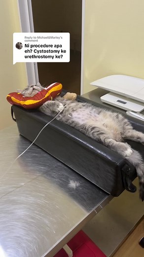 Replying to @Michael&Marley ini procedure masukkan tiub kencing (Urinary cathaterization) Cystotomy dan Urethrostomy adalah surgical procedure. Tidak semua kes perlu dirawat secara pembedahan. Segalanya bergantung kepada analisa air kencing, bladder scan, dan etc. #cat #vet #oncall #vetforyou