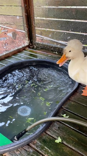3.2K views · 466 reactions | I tossed freshly picked baby dandelions into the girls clean pool as it filled up. They love it ❤️#enrichmentforducks | Dusty and Otter Duck | Facebook