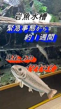 【渓流魚飼育（イワナ飼育）】緊急事態から約1週間で完結！？あの岩魚たちはどうなった？？ #渓流#イワナ#日本淡水魚#アクアリウム#水槽#飼育