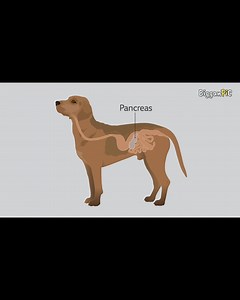 51K views · 1.4K reactions | Diabetes and pancreas relation | BigganPiC | Facebook