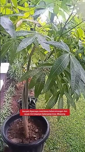 Pachira Aquatica, the Money Tree That Brings Good Fortune, Unique Facts That Will Surprise You