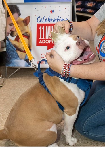 Sammy's Adoption: From Stranger to Family