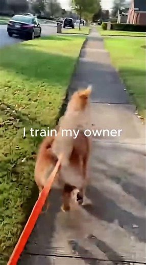 There are two types of dogs…