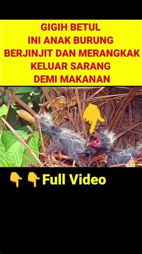 SELEKSI ALAM DIMULAI DARI SARANG||SIAPA CEPAT DIA DAPAT #greatercoucal #birds