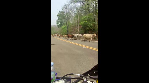 Biker encounters herd of cows all walking on the correct side of the road