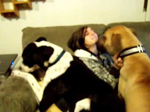 Great Dane Dog Pile!! Zander telling me "NO"